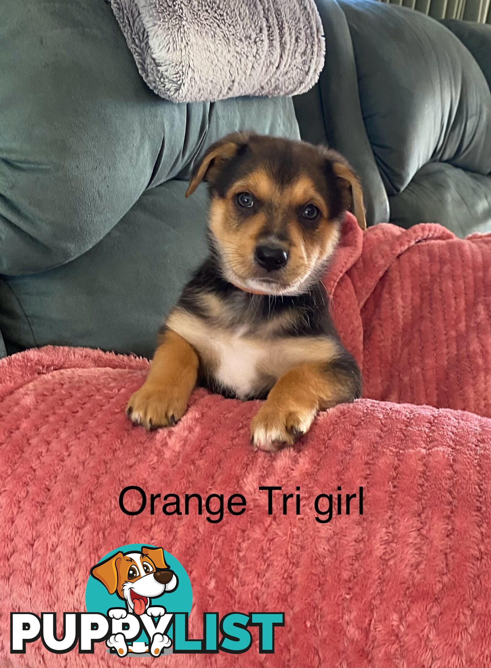Border collie x koolie