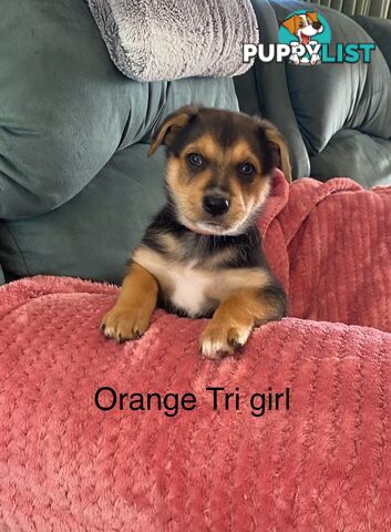 Border collie x koolie