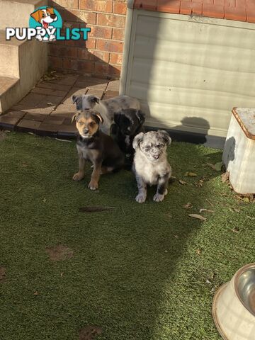 Border collie x koolie