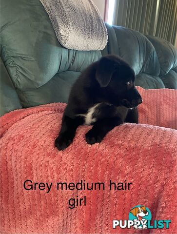 Border collie x koolie