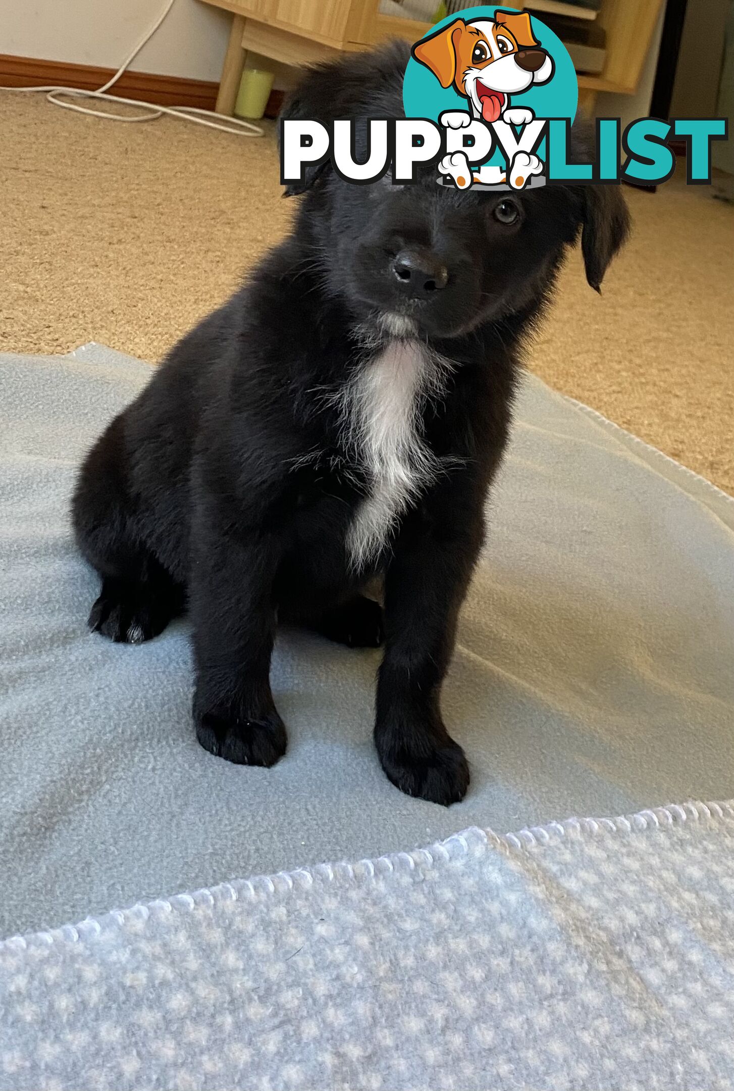 Border collie x koolie