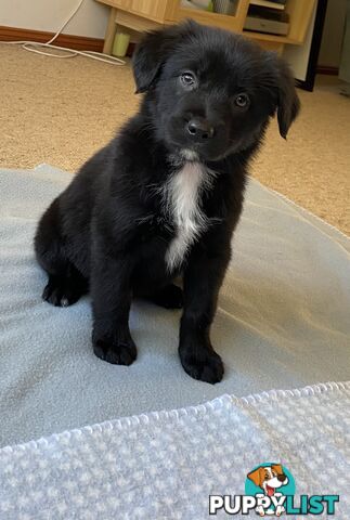 Border collie x koolie