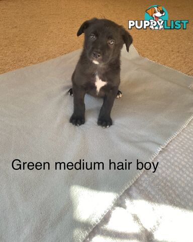 Border collie x koolie
