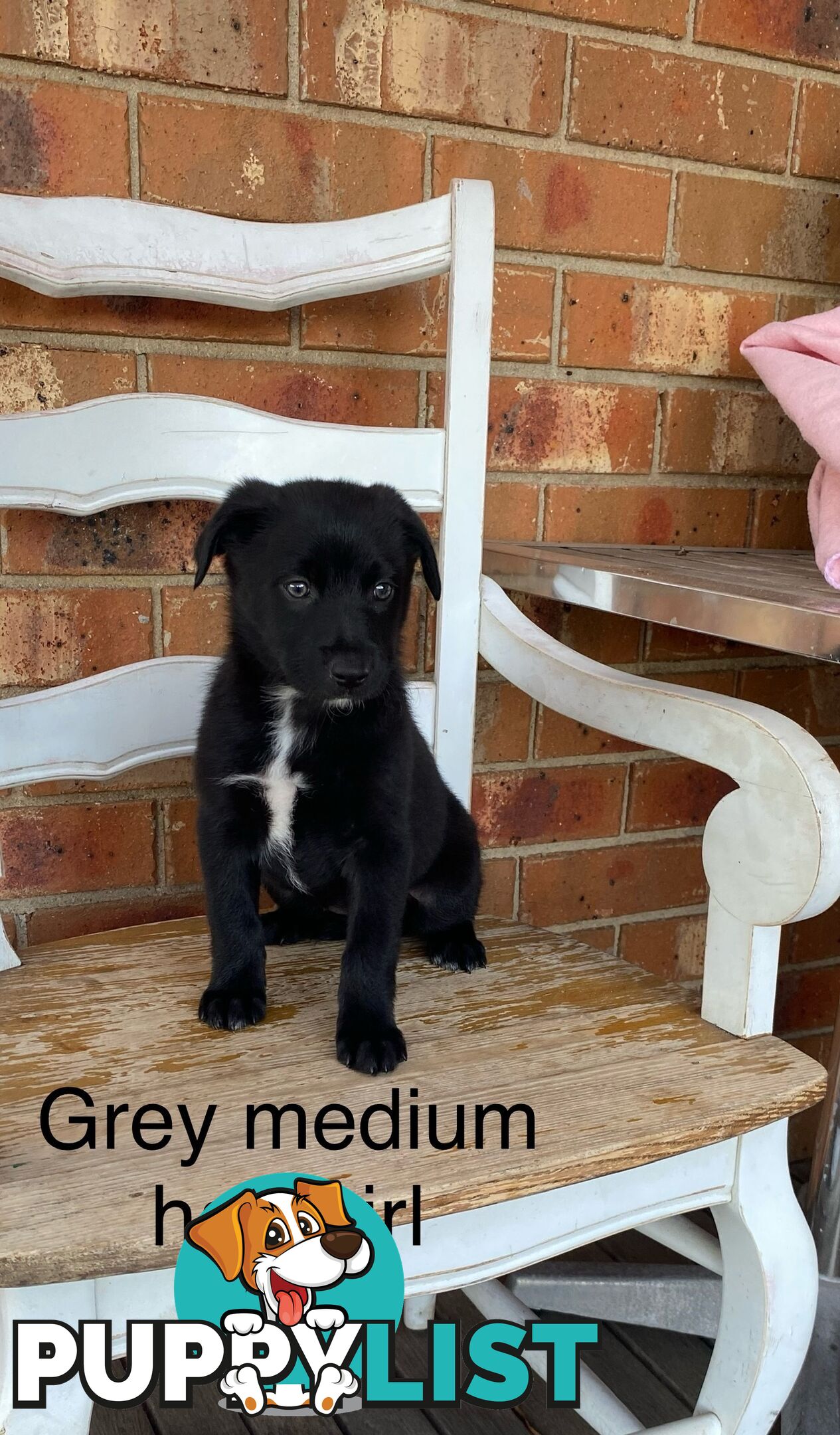 Border collie x koolie