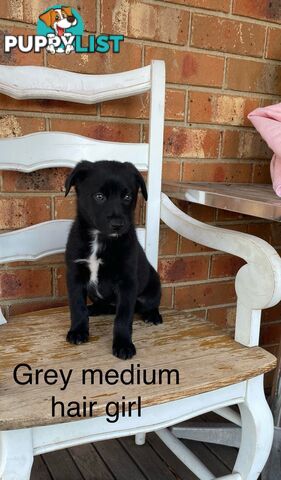Border collie x koolie