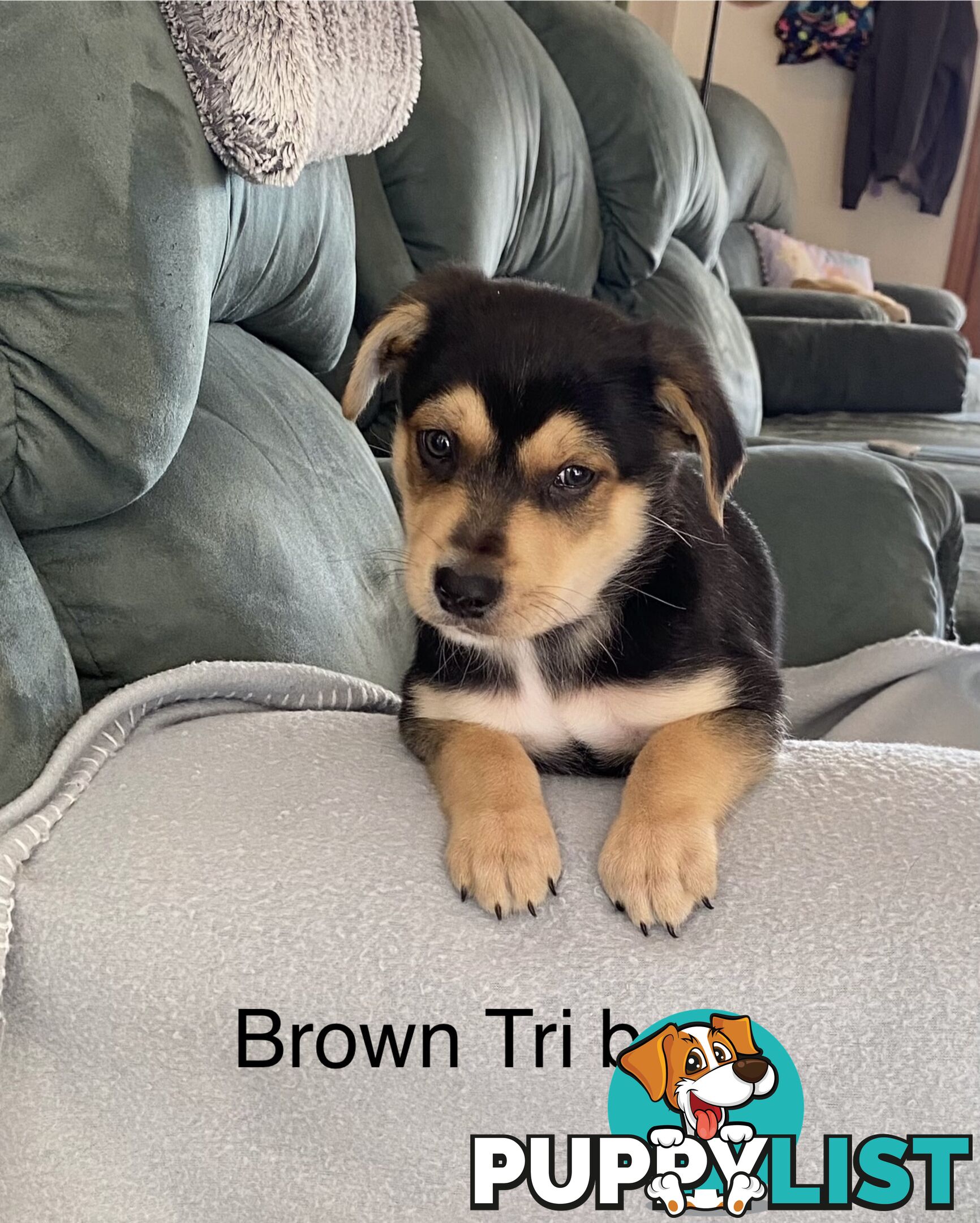 Border collie x koolie