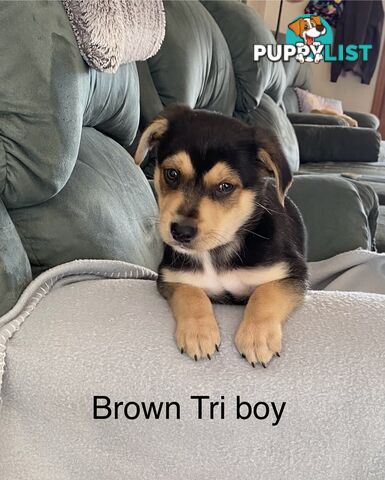 Border collie x koolie