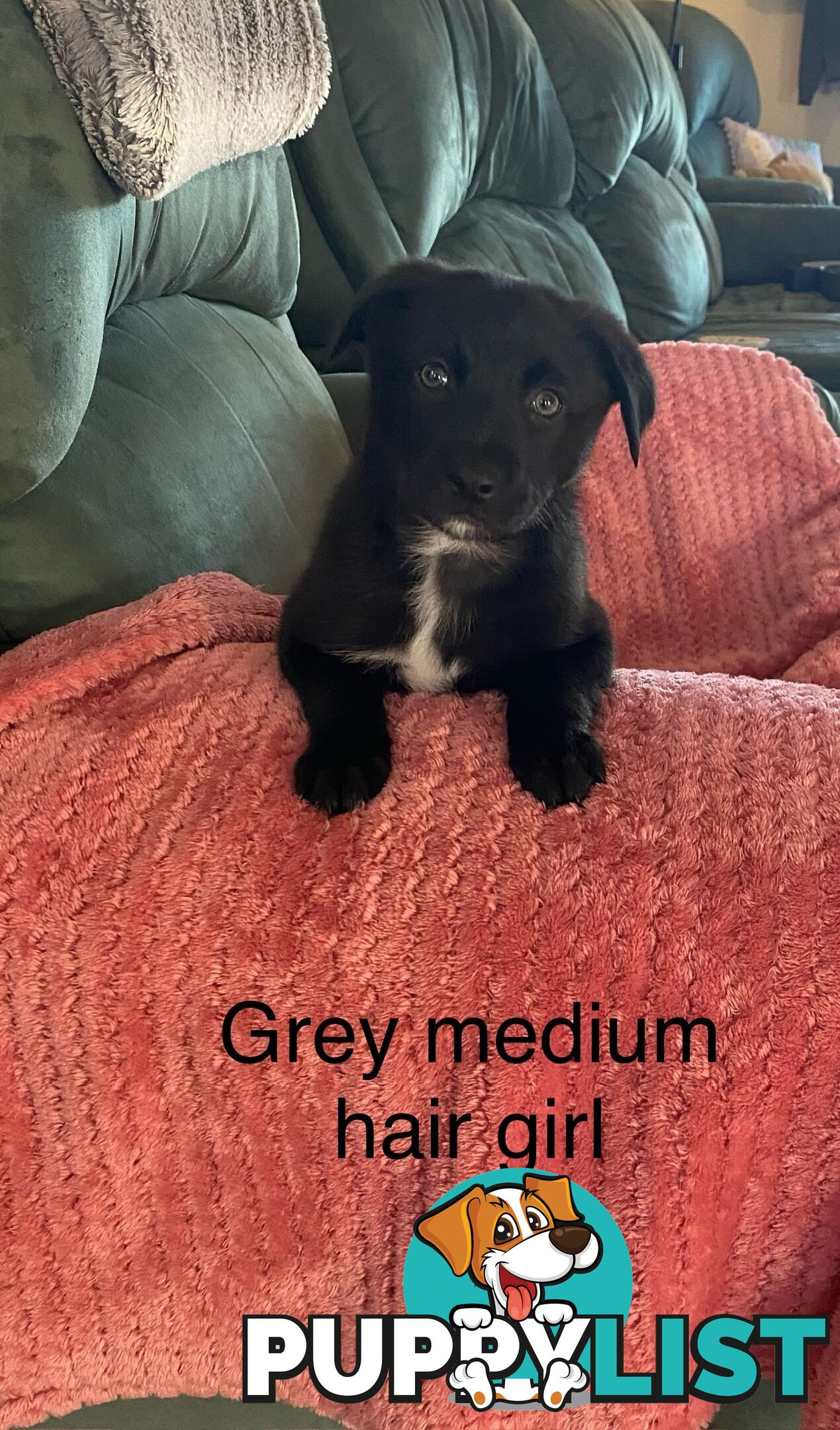 Border collie x koolie