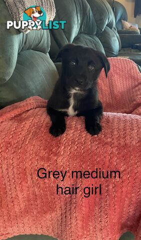 Border collie x koolie