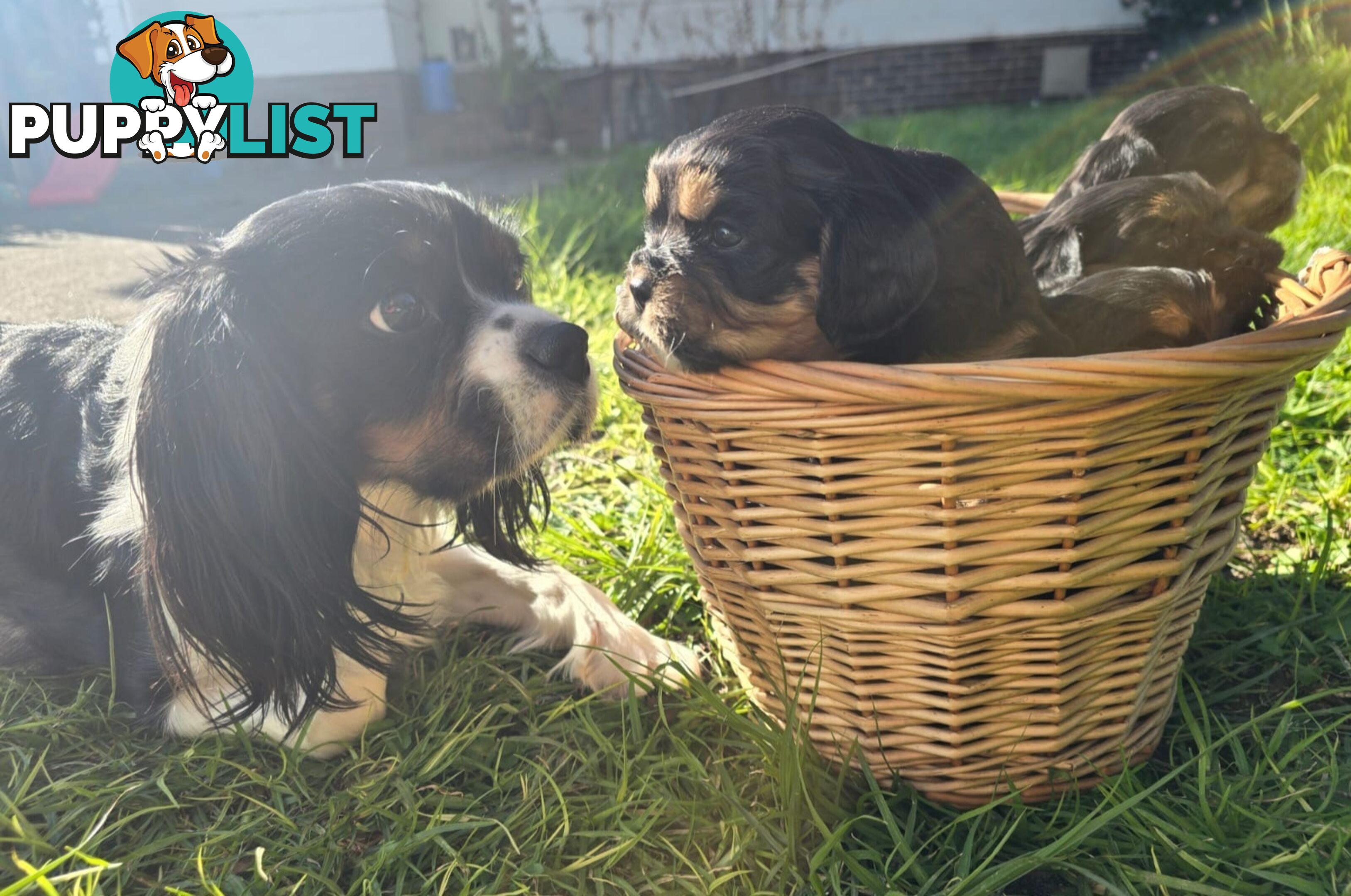 Cavalier King Charles X Puppies