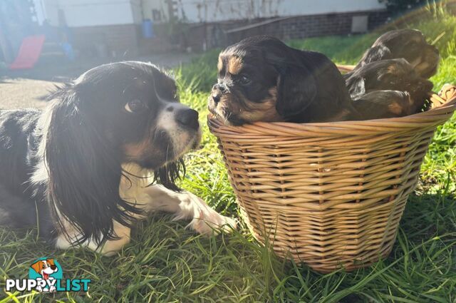 Cavalier King Charles X Puppies