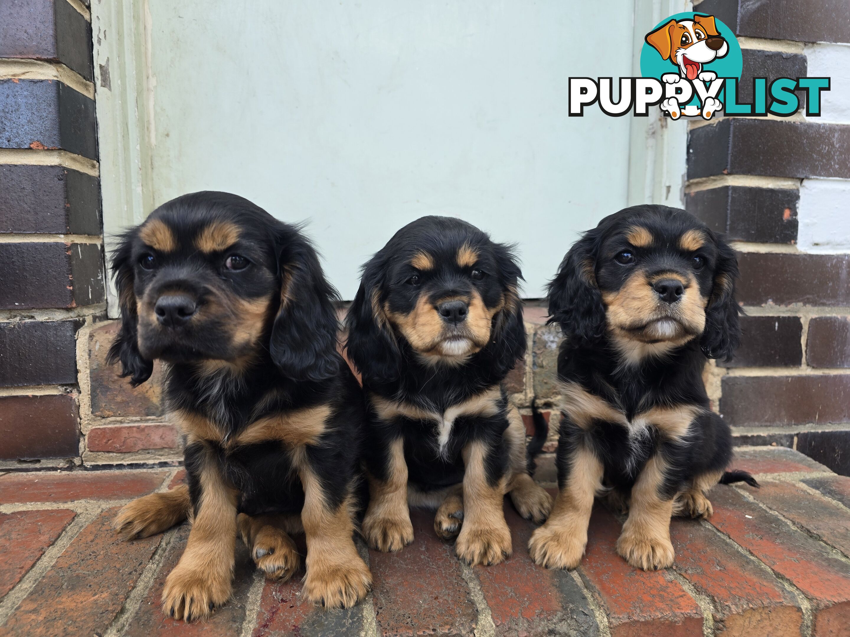 Cavalier King Charles X Puppies