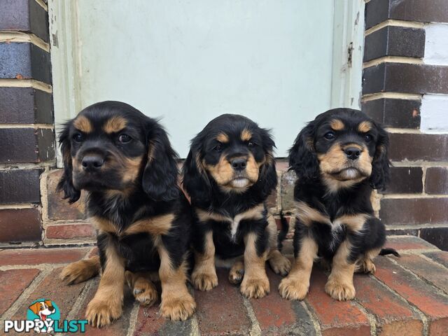 Cavalier King Charles X Puppies