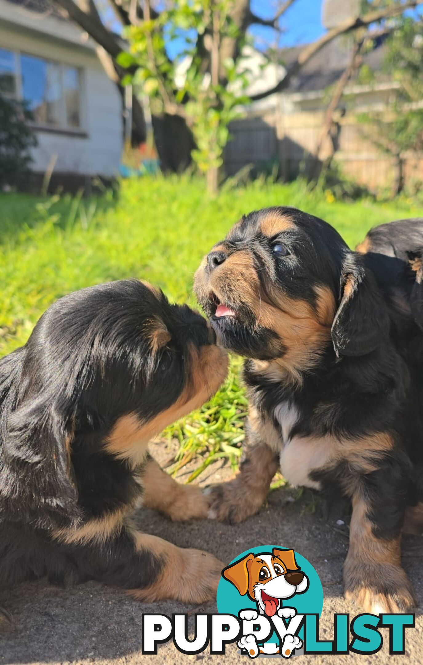 Cavalier King Charles X Puppies