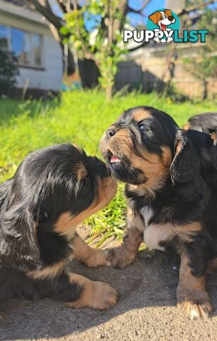 Cavalier King Charles X Puppies