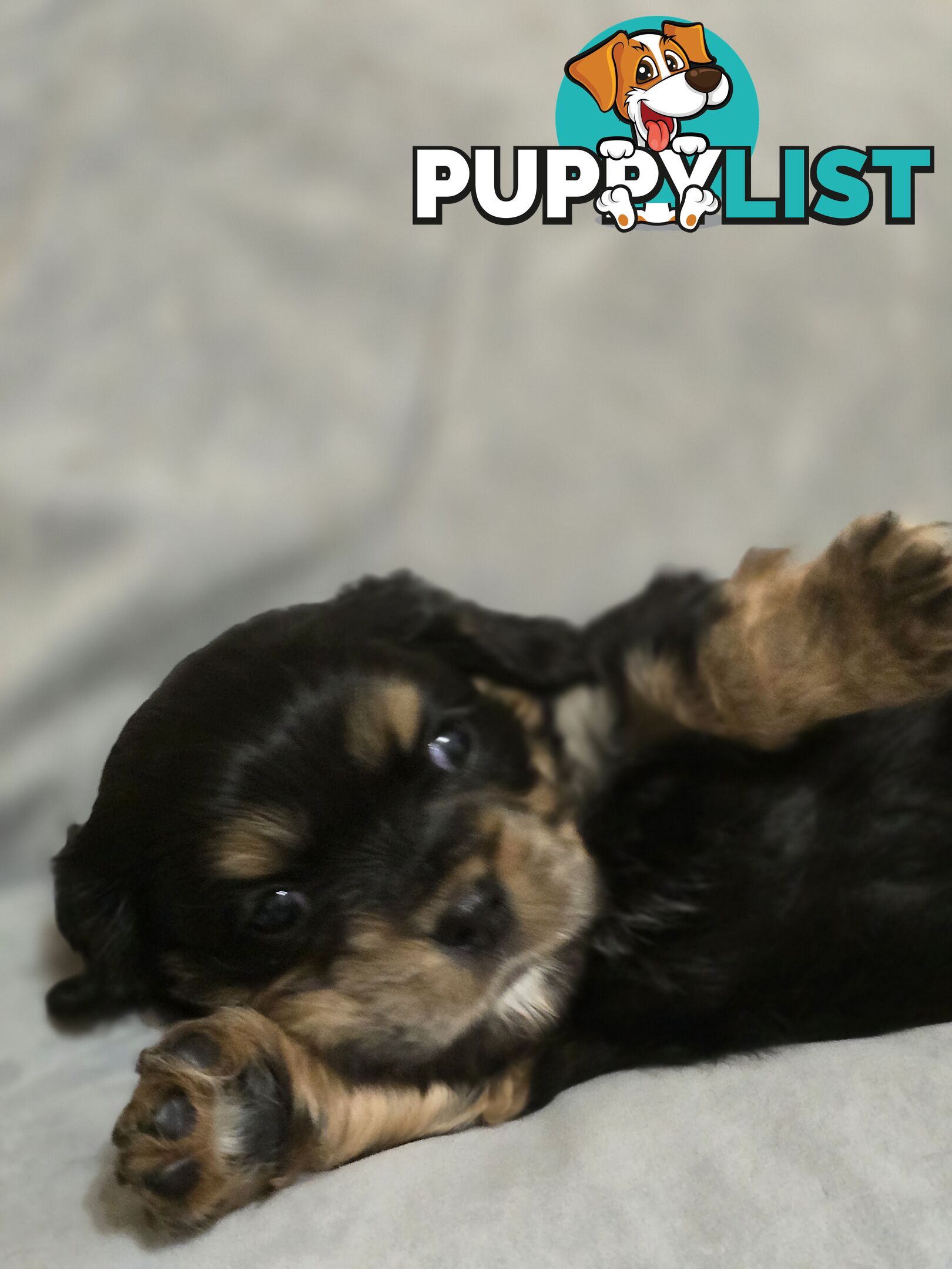 Cavalier King Charles X Puppies