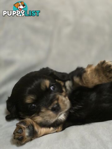 Cavalier King Charles X Puppies