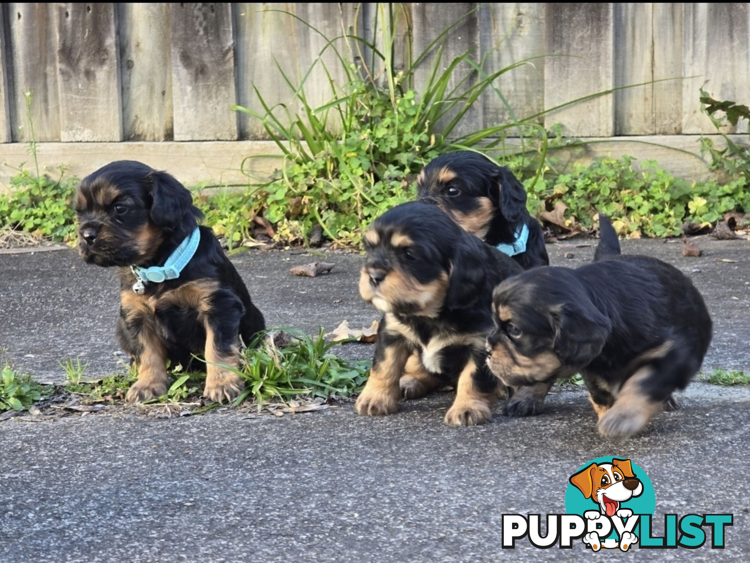 Cavalier King Charles X Puppies