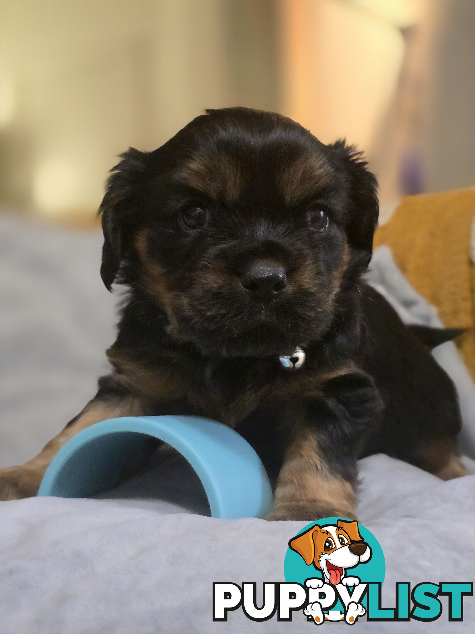 Cavalier King Charles X Puppies