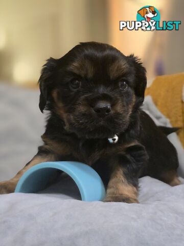 Cavalier King Charles X Puppies