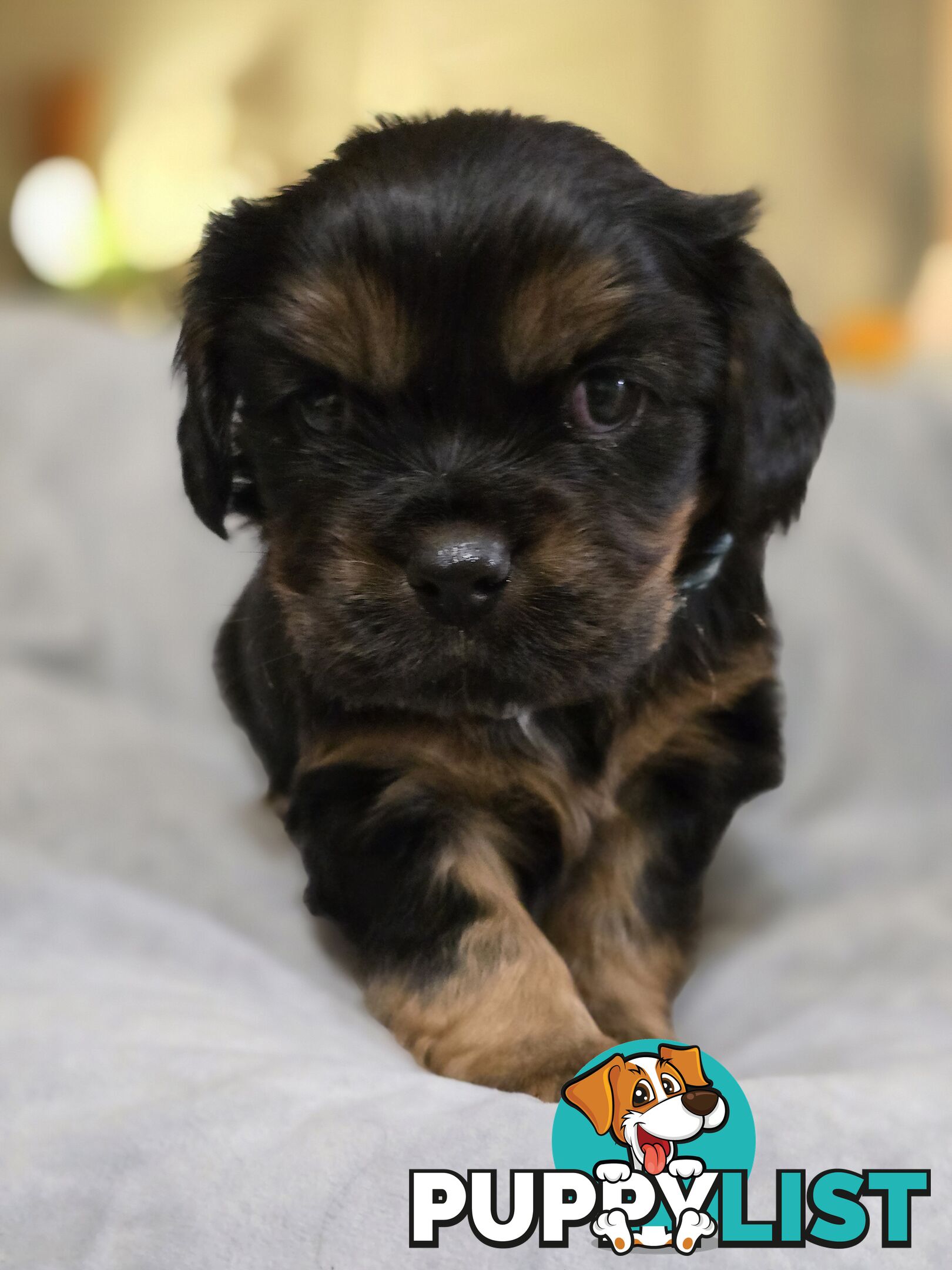 Cavalier King Charles X Puppies