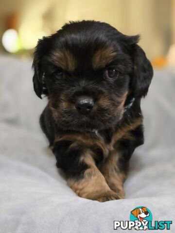 Cavalier King Charles X Puppies