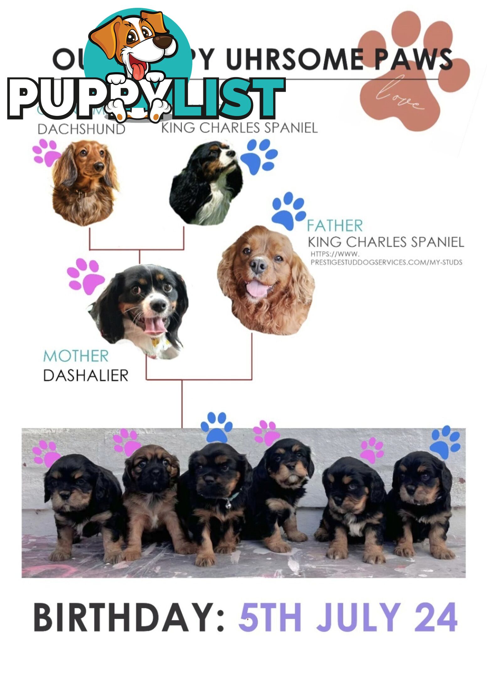 Cavalier King Charles X Puppies