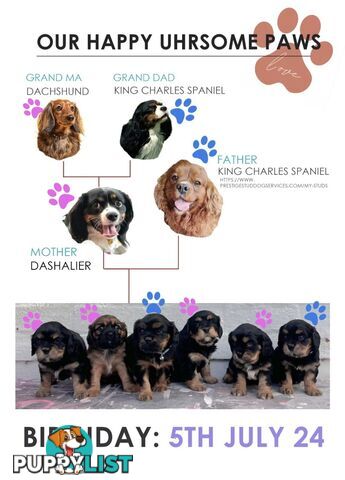 Cavalier King Charles X Puppies