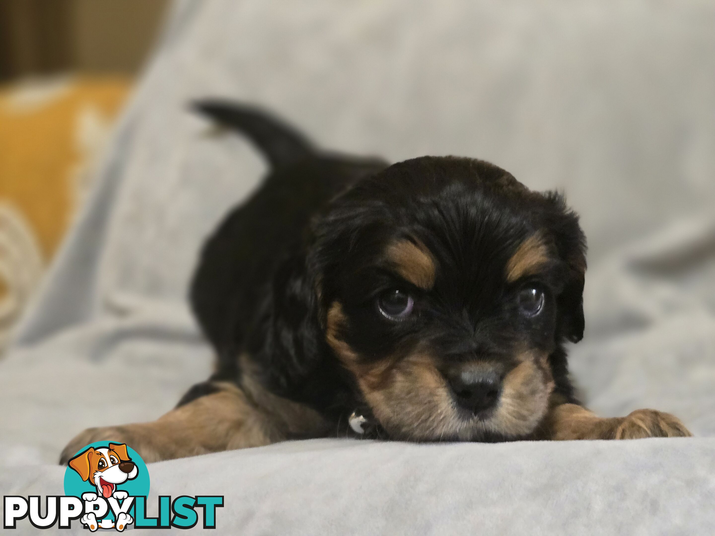 Cavalier King Charles X Puppies