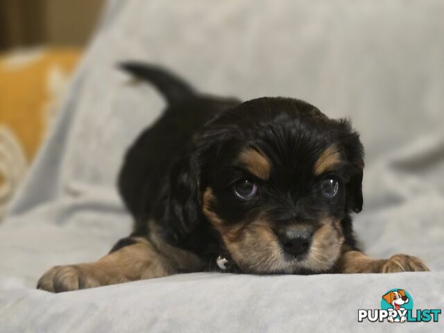 Cavalier King Charles X Puppies