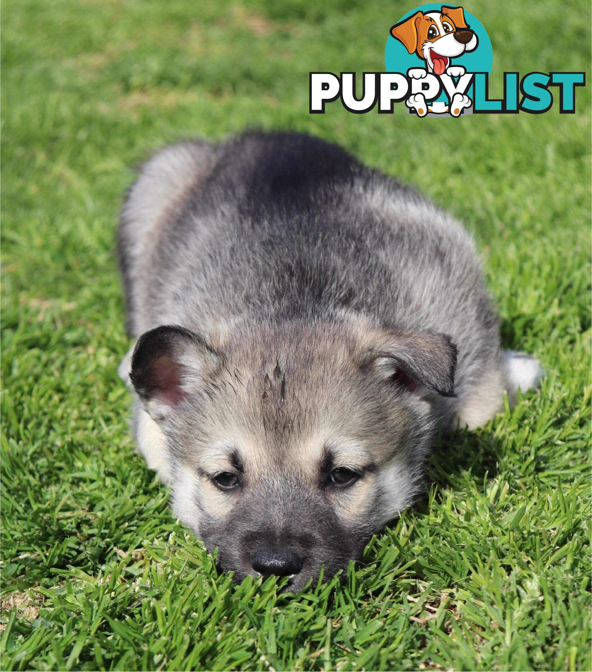 Shepsky ( husky x German shepherd)