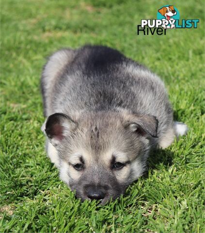 Shepsky ( husky x German shepherd)