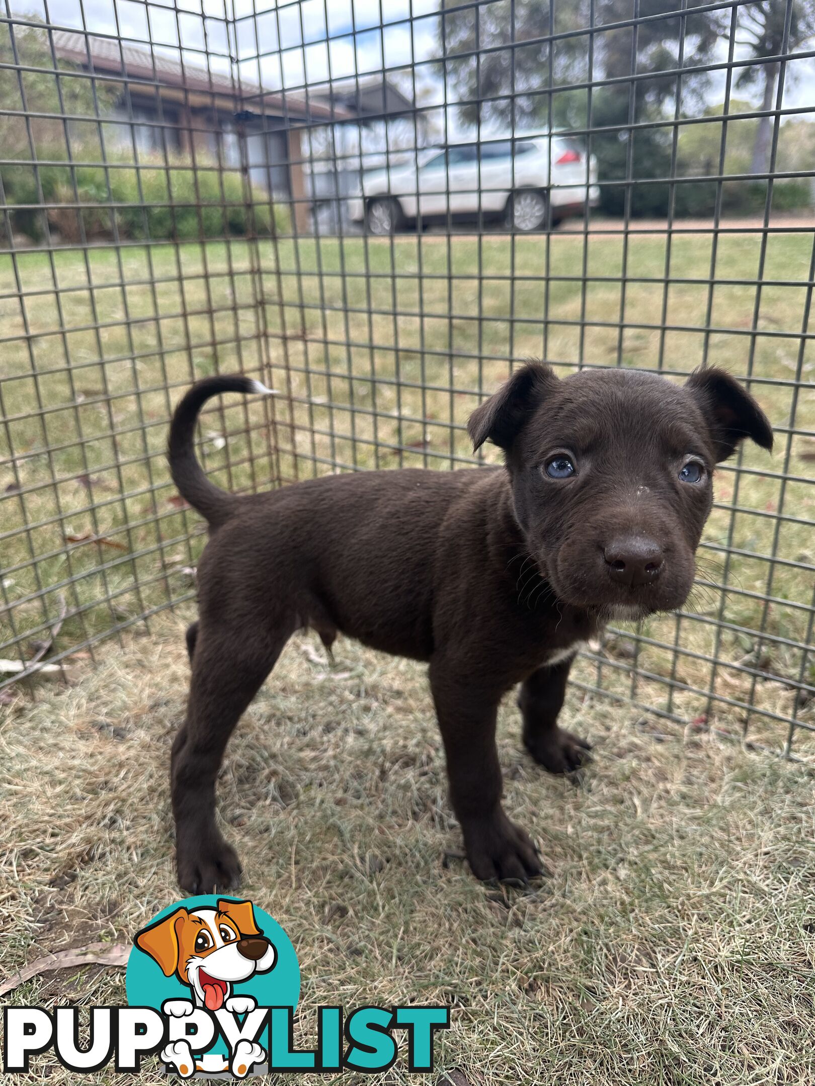 Border collie x Kollie pups