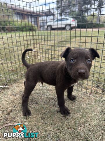 Border collie x Kollie pups