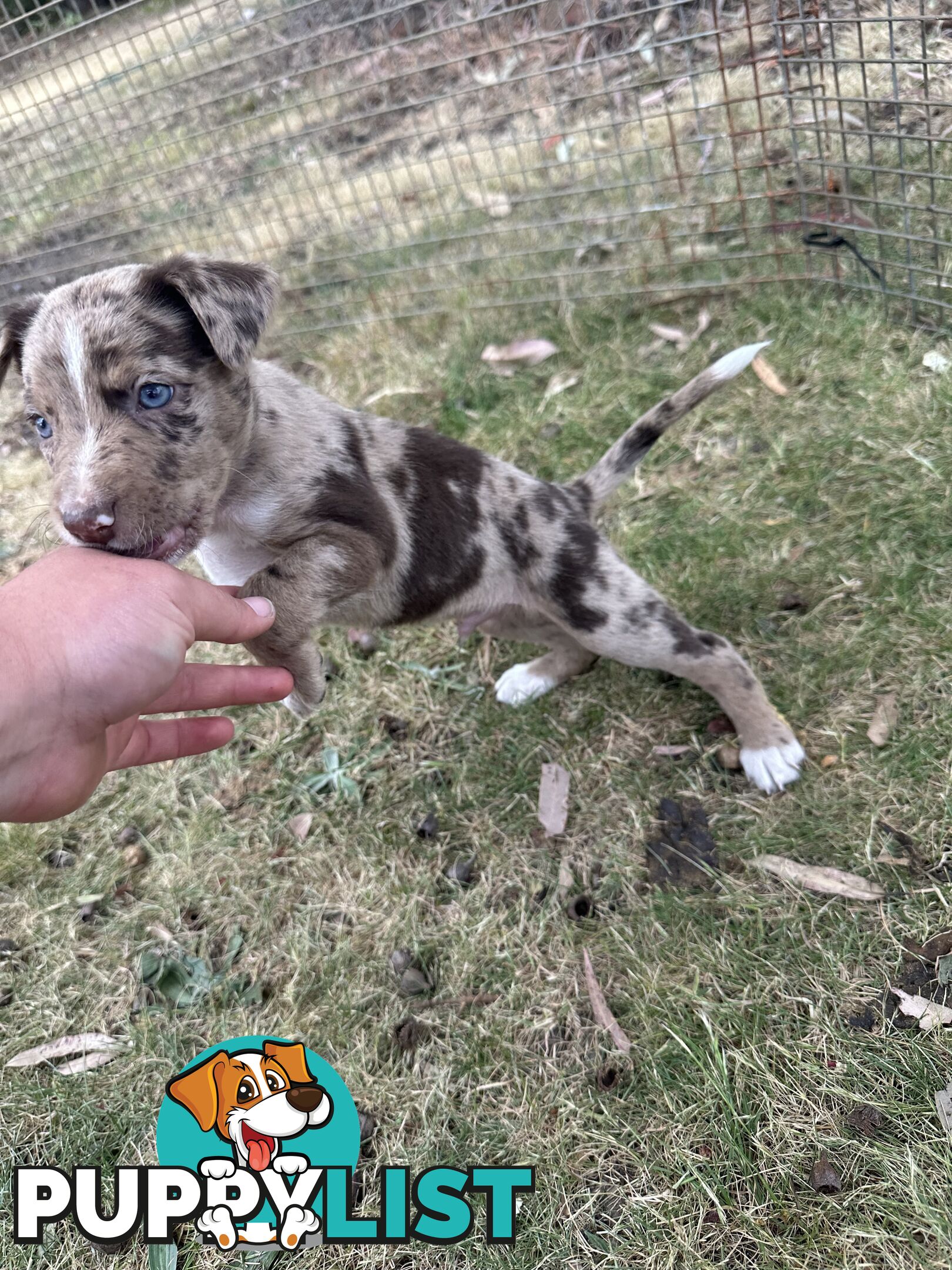 Border collie x Kollie pups