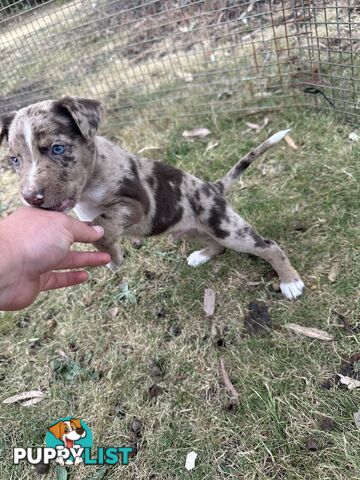 Border collie x Kollie pups