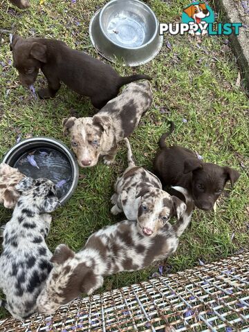 Border collie x Kollie pups