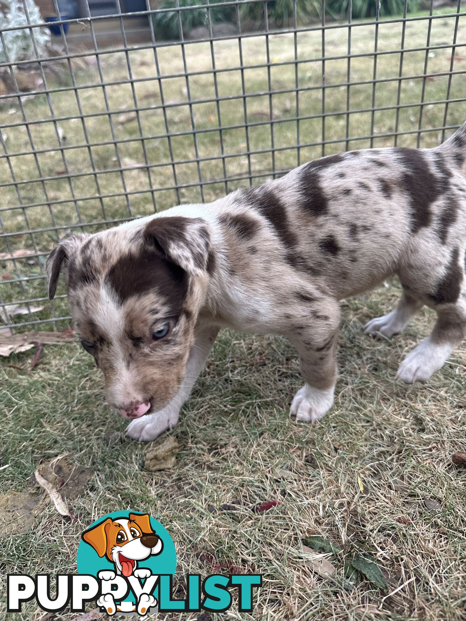 Border collie x Kollie pups