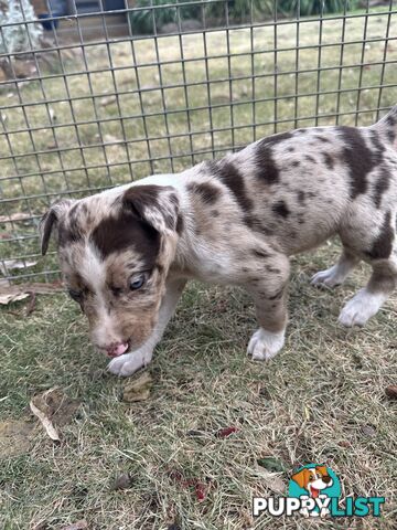 Border collie x Kollie pups