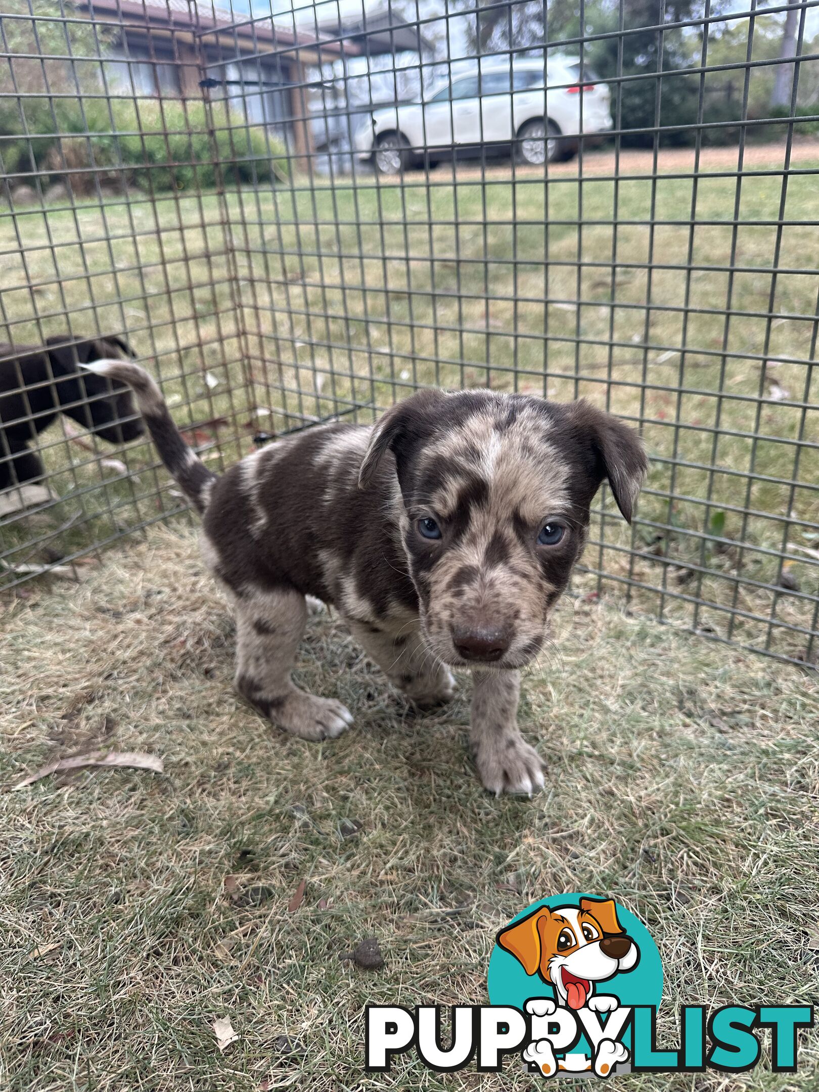 Border collie x Kollie pups