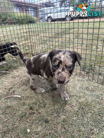 Border collie x Kollie pups