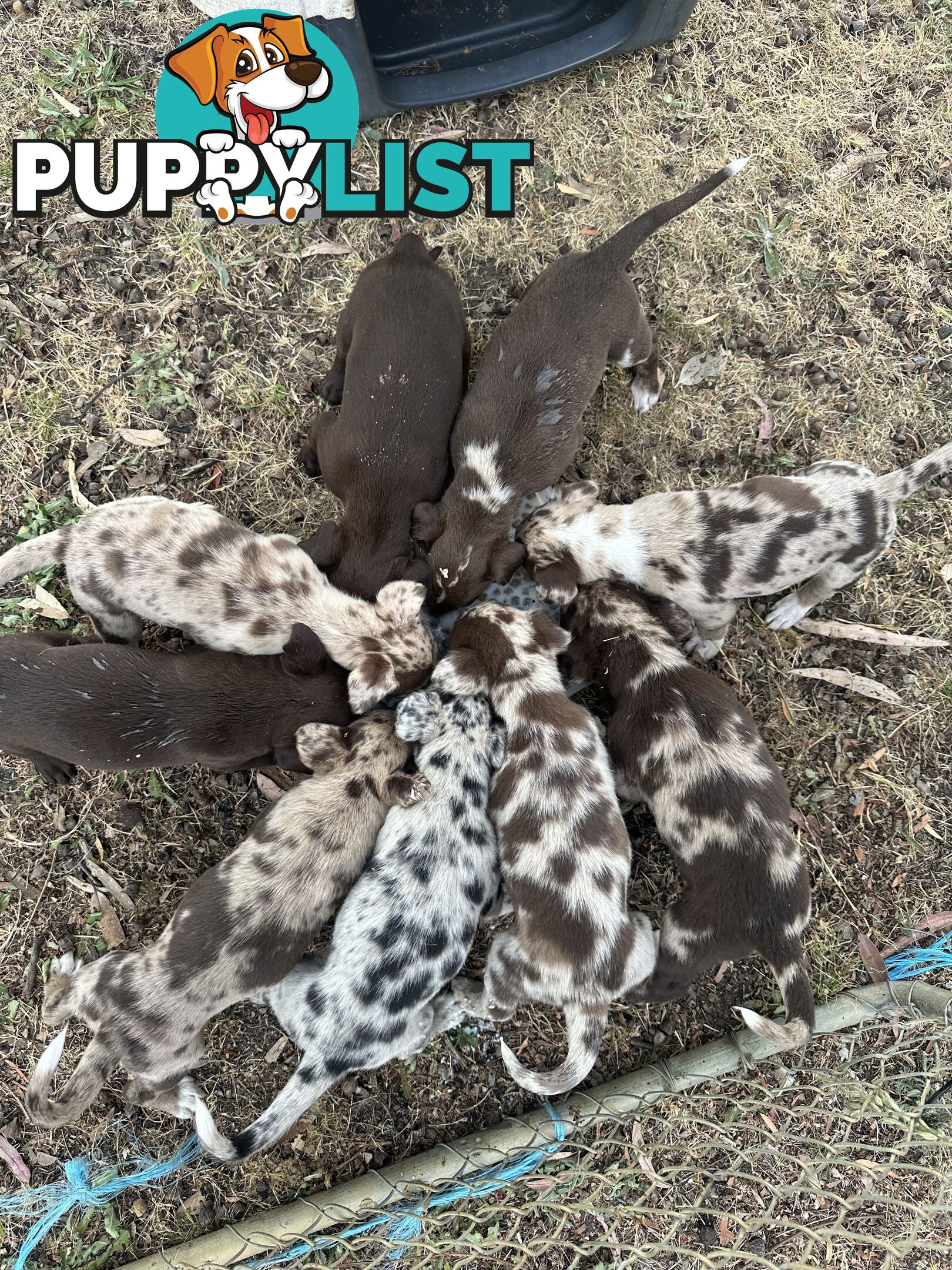 Border collie x Kollie pups