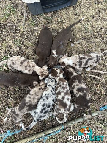 Border collie x Kollie pups