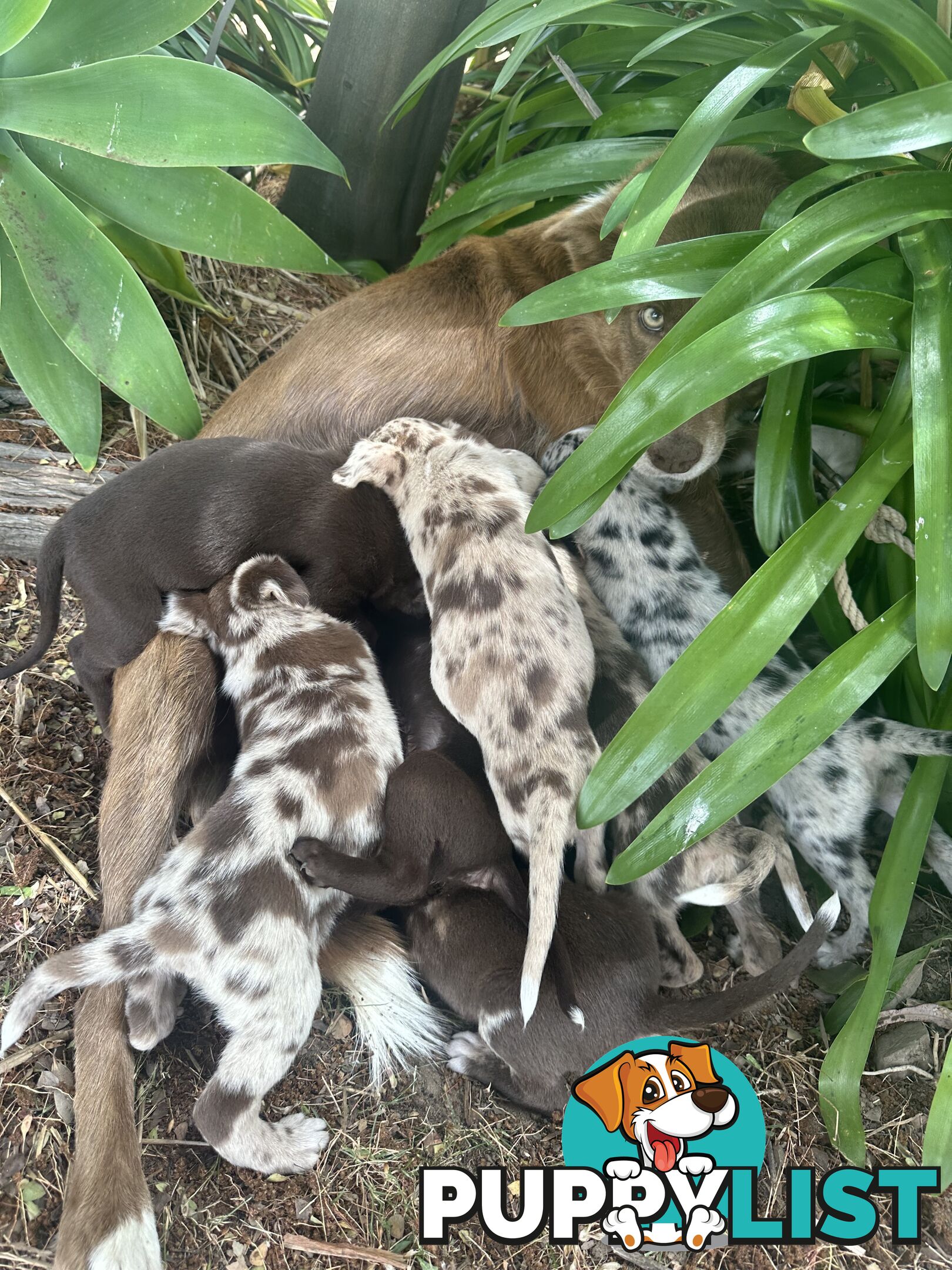 Border collie x Kollie pups