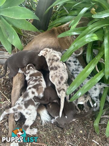 Border collie x Kollie pups