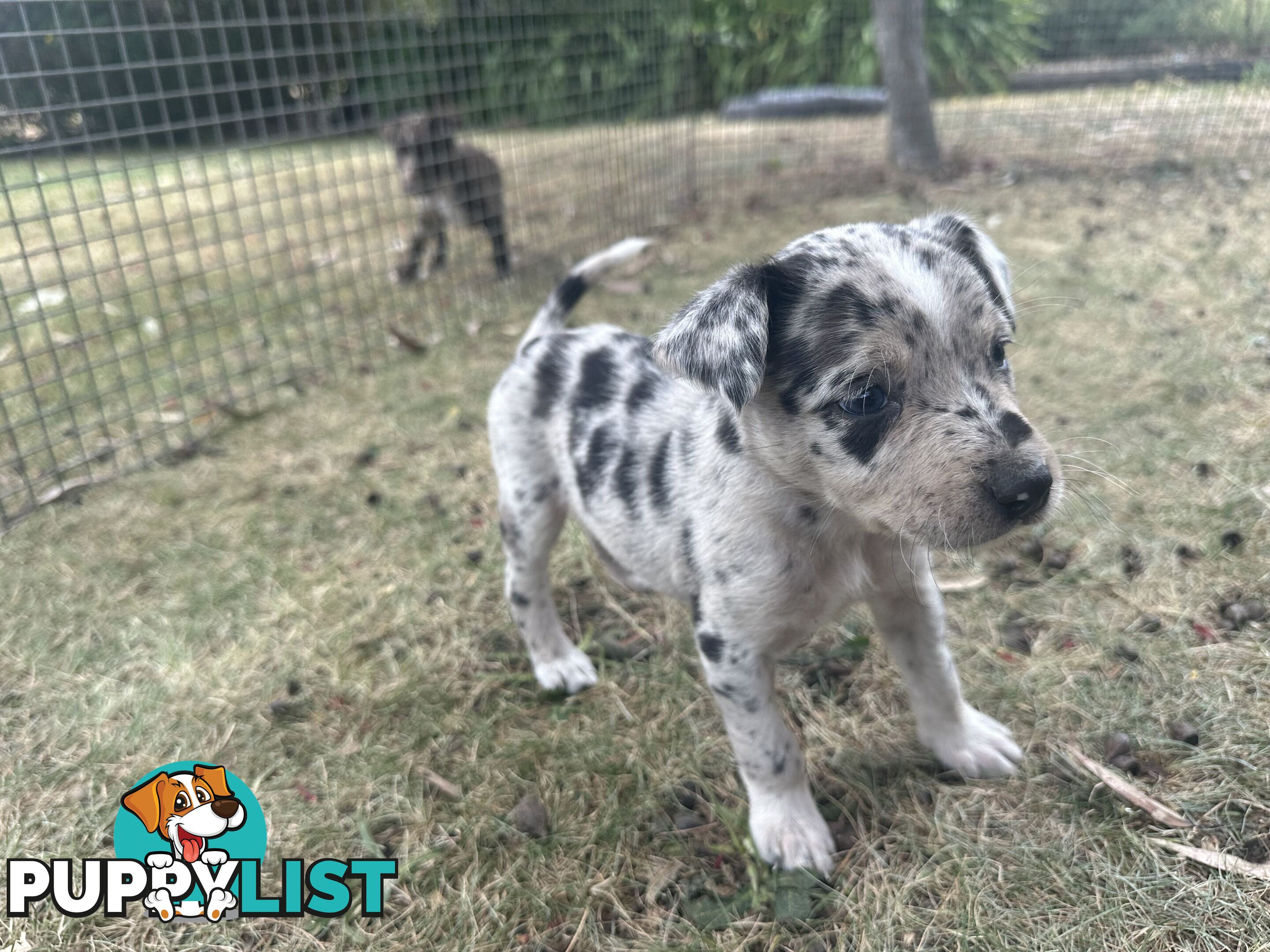 Border collie x Kollie pups