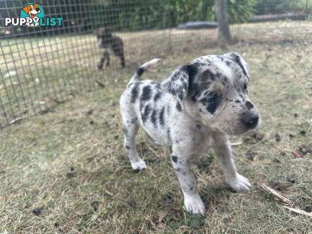 Border collie x Kollie pups