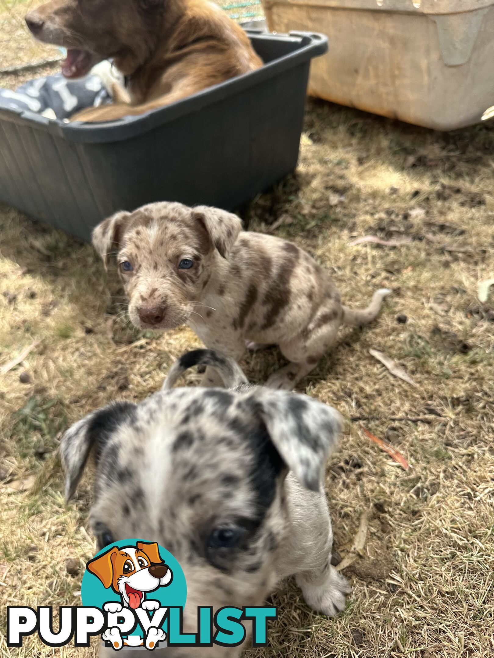 Border collie x Kollie pups