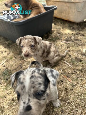 Border collie x Kollie pups