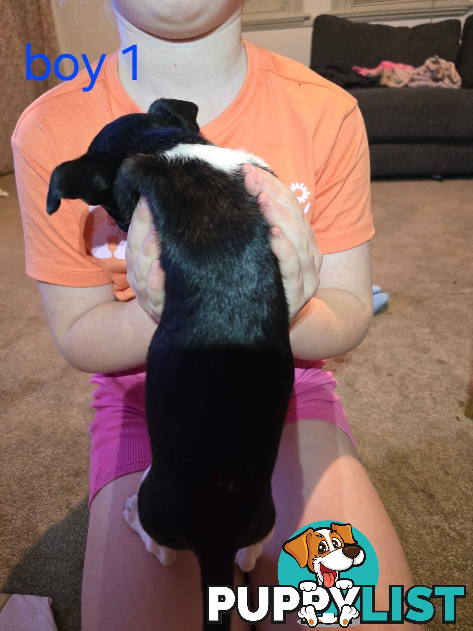 Mini Foxy puppies
